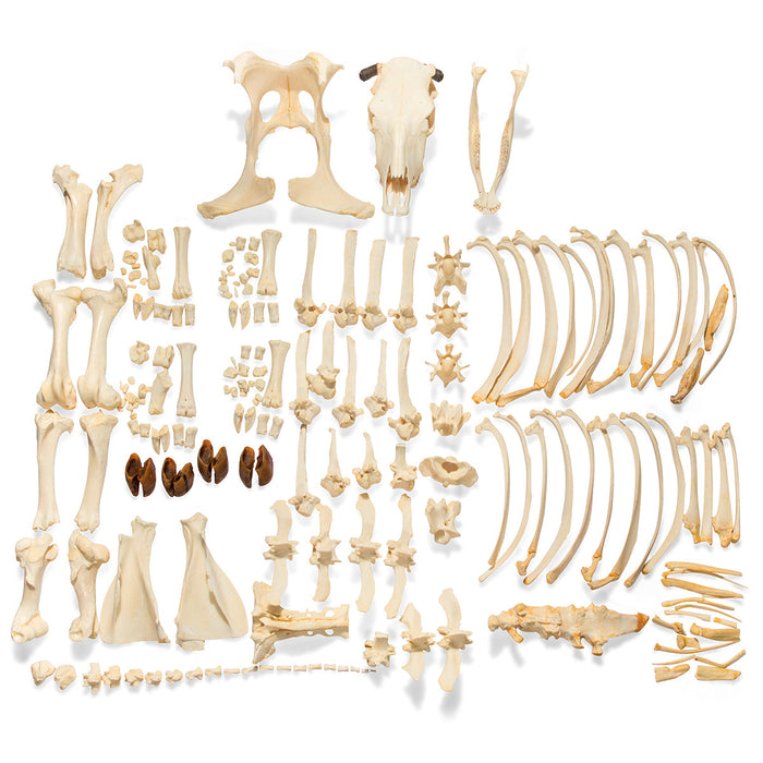 Cow Skeleton, w. Horns, Disarticulated