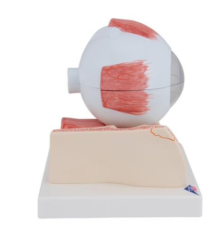 Human Eye Model, 5 times Full-Size, 7 part - 3B Smart Anatomy