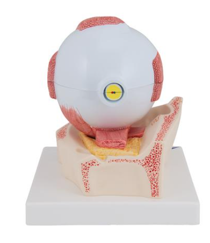 Human Eye Model, 5 times Full-Size, 7 part - 3B Smart Anatomy