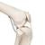 Functional & Physiological Human Skeleton Model Frank on Hanging Stand - 3B Smart Anatomy
