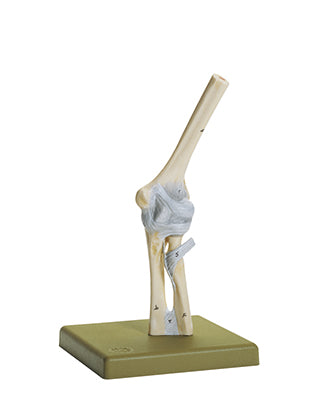 Elbow Joint