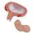 Fetus Model, 5th Month in Dorsal Position - 3B Smart Anatomy