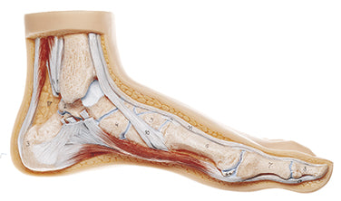 Normal Foot