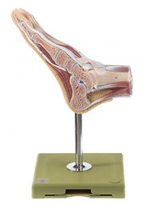 Normal Foot with Sagittal section