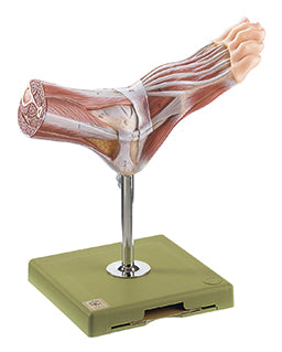 Normal Foot with Surface Muscles