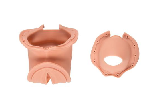 Birth canal and cervix (1x birth canal / 1x cervix)