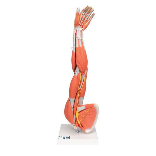 Muscle Arm Model, 3/4 Life-Size, 6 part - 3B Smart Anatomy
