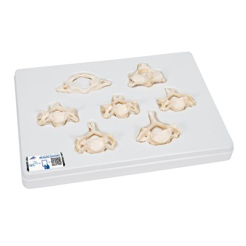 Set of 7 BONElike Human Cervical Vertebrae - 3B Smart Anatomy