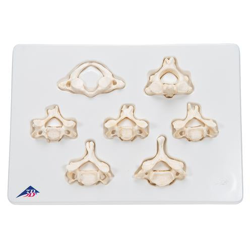 Image 3 - SET OF 7 BONELIKEâ„¢ HUMAN CERVICAL VERTEBRAE - 3B SMART ANATOMY