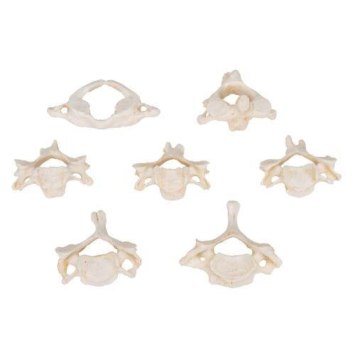 Image 4 - SET OF 7 BONELIKEâ„¢ HUMAN CERVICAL VERTEBRAE - 3B SMART ANATOMY