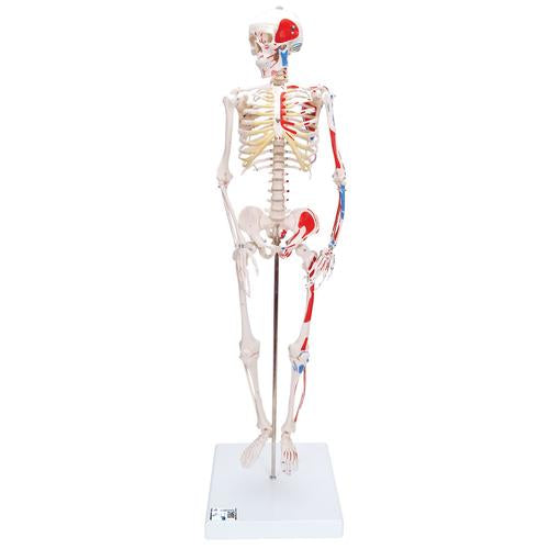 Mini Human Skeleton Shorty with Painted Muscles, Pelvic Mounted, Half Natural Size - 3B Smart Anatomy