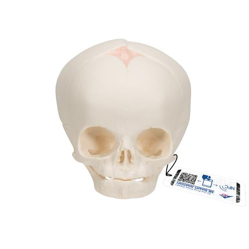 Foetal Skull Model, Natural Cast, 30th Week of Pregnancy - 3B Smart Anatomy