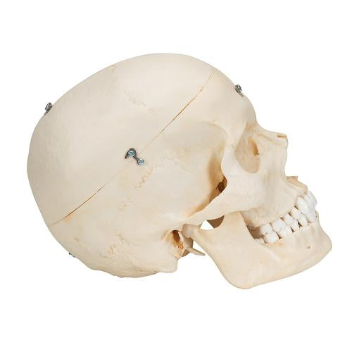 Image 4 - BONELIKEâ„¢ HUMAN BONY SKULL MODEL, 6 PART - 3B SMART ANATOMY