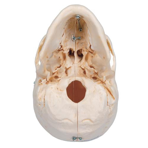Image 6 - BONELIKEâ„¢ HUMAN BONY SKULL MODEL, 6 PART - 3B SMART ANATOMY