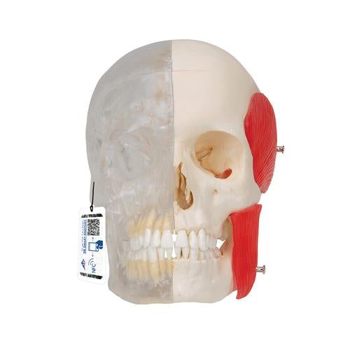 BONElike Human Skull Model, Half Transparent & Half Bony, 8 part- 3B Smart Anatomy