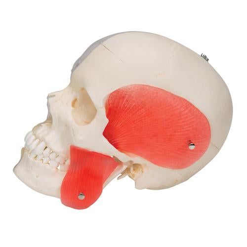 Image 3 - BONELIKEâ„¢ HUMAN SKULL MODEL, HALF TRANSPARENT & HALF BONY, 8 PART - 3B SMART ANATOMY