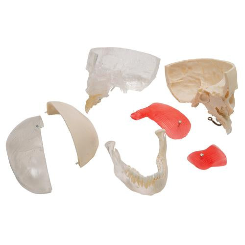 Image 4 - BONELIKEâ„¢ HUMAN SKULL MODEL, HALF TRANSPARENT & HALF BONY, 8 PART - 3B SMART ANATOMY