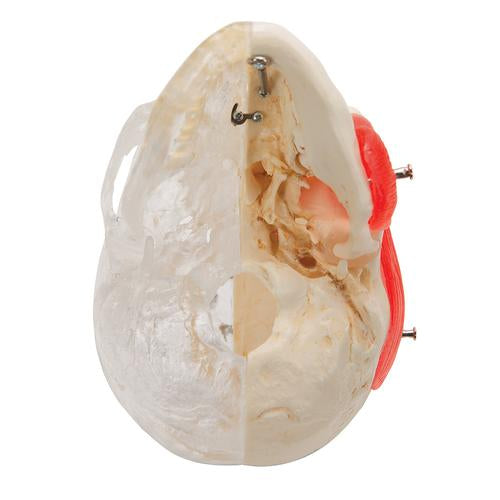Image 5 - BONELIKEâ„¢ HUMAN SKULL MODEL, HALF TRANSPARENT & HALF BONY, 8 PART - 3B SMART ANATOMY