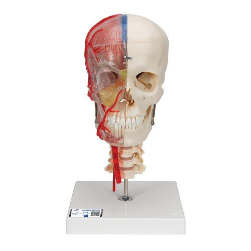 BONElike Human Skull Model, Half Transparent & Half Bony, Complete with Brain & Vertebrae - 3B Smart Anatomy