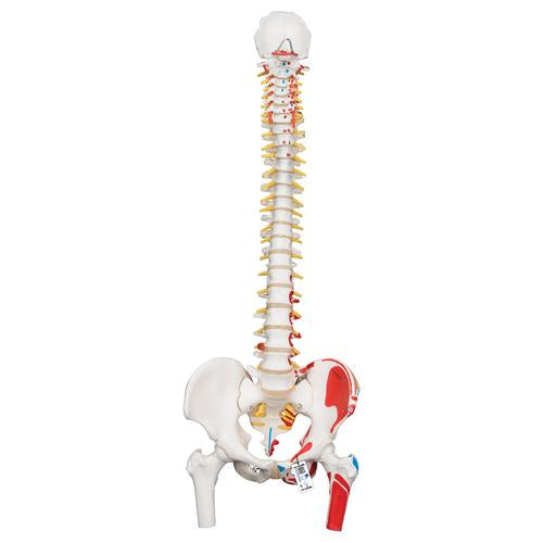 Classic Human Flexible Spine Model with Femur Heads & Painted Muscles - 3B Smart Anatomy