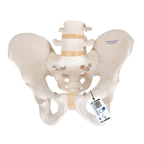 Human Male Pelvis Skeleton Model - 3B Smart Anatomy