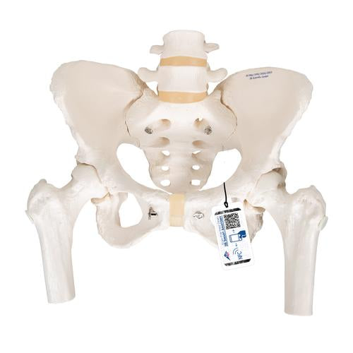 Human Pelvis Skeleton Model, Female with Movable Femur Heads - 3B Smart Anatomy