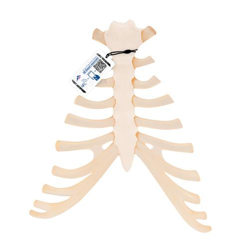 Human Sternum Model with Rib Cartilage - 3B Smart Anatomy