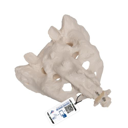 Human Sacrum & Coccyx Model - 3B Smart Anatomy