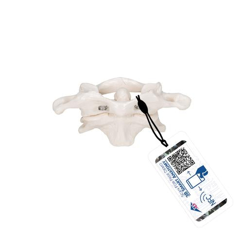 Human Atlas & Axis Model, Wire Mounted - 3B Smart Anatomy