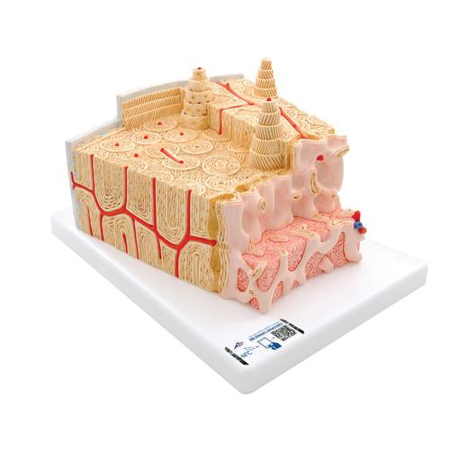 3B MICROanatomy Human Bone Structure, 80 times enlarged