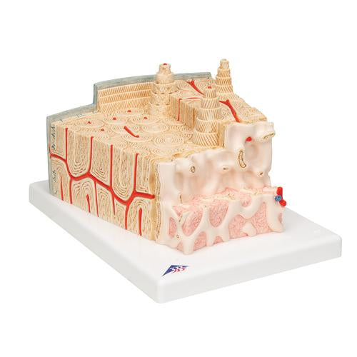 Image 3 - 3B MICROANATOMYâ„¢ HUMAN BONE STRUCTURE, 80 TIMES ENLARGED - 3B SMART ANATOMY