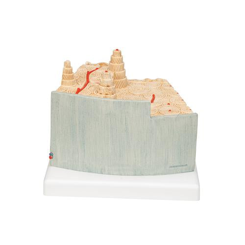 Image 5 - 3B MICROANATOMYâ„¢ HUMAN BONE STRUCTURE, 80 TIMES ENLARGED - 3B SMART ANATOMY