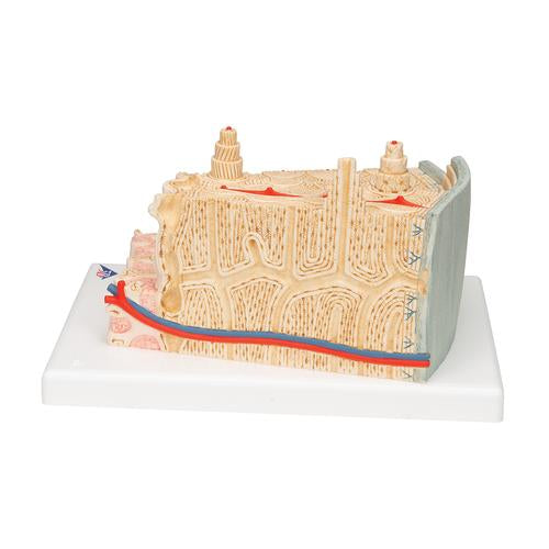 Image 6 - 3B MICROANATOMYâ„¢ HUMAN BONE STRUCTURE, 80 TIMES ENLARGED - 3B SMART ANATOMY