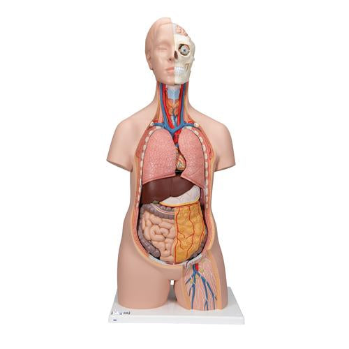 Classic Unisex Human Torso Model, 12 part - 3B Smart Anatomy