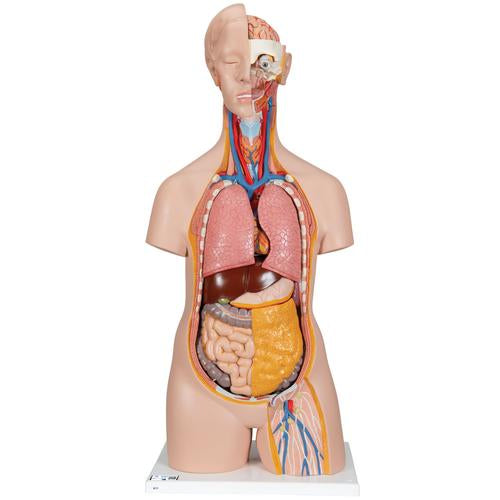 Classic Unisex Human Torso Model, 14 part - 3B Smart Anatomy
