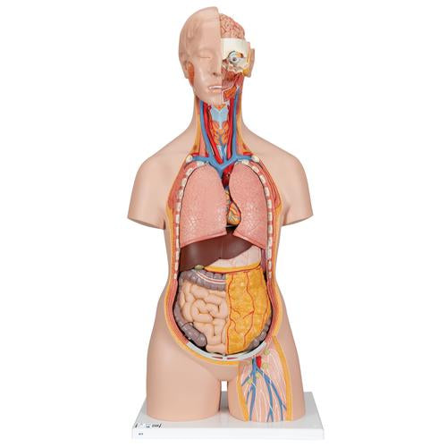 Classic Unisex Human Torso Model with Opened Neck and Back, 18 part - 3B Smart Anatomy