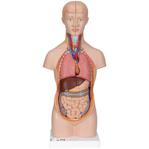 Mini Human Torso Model, 12 part - 3B Smart Anatomy