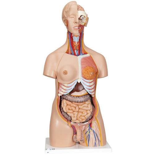 Deluxe Dual Sex Human Torso Model, 24 part - 3B Smart Anatomy