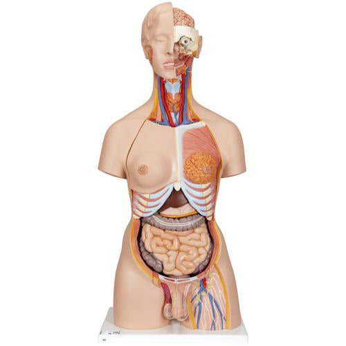 Deluxe Dual Sex Human Torso Model with Opened Back, 28 part - 3B Smart Anatomy