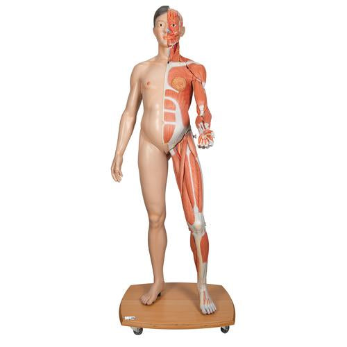Life-Size Dual Sex Asian Human Figure, Half Side with Muscles, 39 part - 3B Smart Anatomy