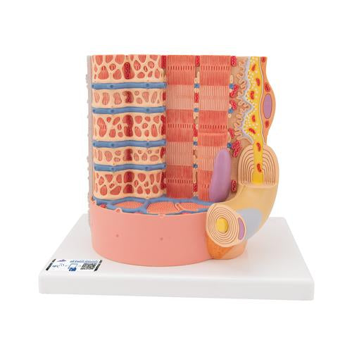3B MICROanatomy Human Muscle Fiber Model, 10,000 times magnified - 3B Smart Anatomy