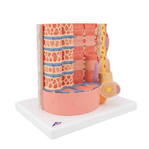 Image 3 - 3B MICROANATOMYâ„¢ HUMAN MUSCLE FIBER MODEL, 10,000 TIMES MAGNIFIED - 3B SMART ANATOMY