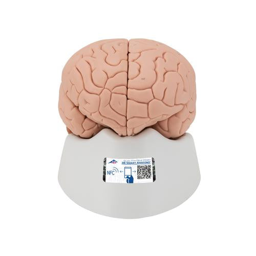 Human Brain Model, 2 part - 3B Smart Anatomy