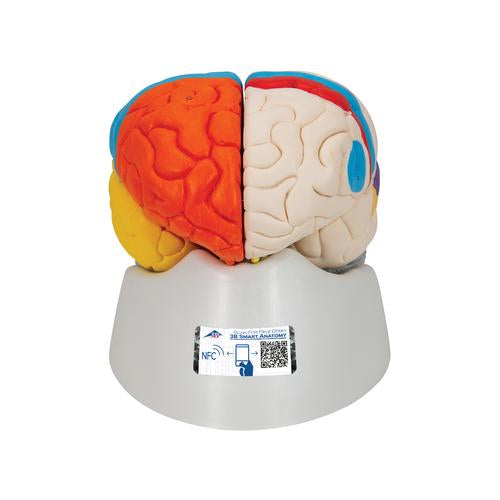 Human Neuro-Anatomical Brain Model, 8 part - 3B Smart Anatomy