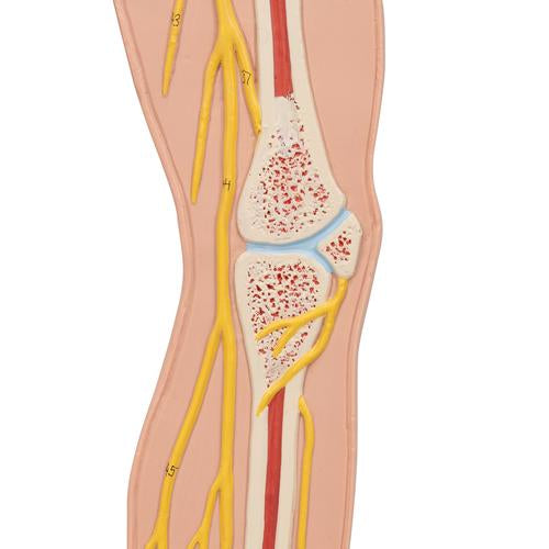Image 5 - HUMAN NERVOUS SYSTEM MODEL, 1/2 LIFE-SIZE - 3B SMART ANATOMY