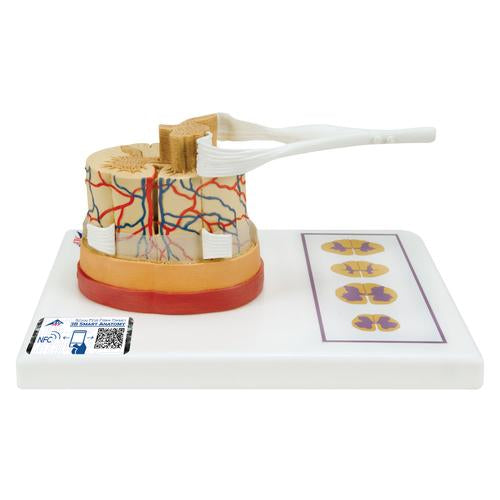Human Spinal Cord Model, 5 times Life-Size - 3B Smart Anatomy