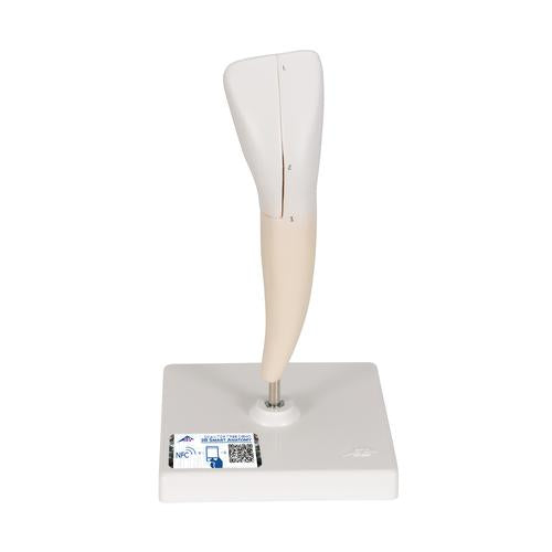 Lower Incisor Human Tooth Model, 2 part - 3B Smart Anatomy