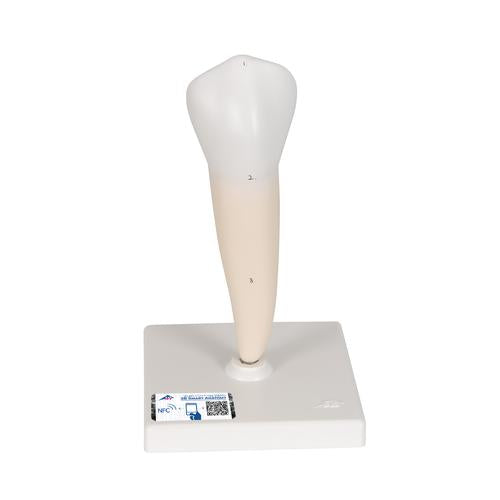 Lower Single-Root Pre-Molar Human Tooth Model - 3B Smart Anatomy