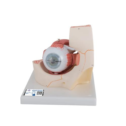 Human Eye Model, 3 times Full-Size, 7 part - 3B Smart Anatomy