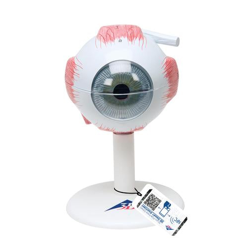 Human Eye Model, 3 times Full-Size, 6 part - 3B Smart Anatomy